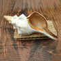 Extra Large Natural Fox Seashell (1 shell approx 12+ inches) B GRADE Pleuroploca Trapezium Fox Shell for beach decor collection & display! Copyright 2026 SeaShellSupply.com.