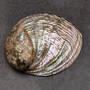 Polished SSilver Green Abalone Seashell Haliotis Fulgens (1 shell 4.5+ inches) B GRADE Natural Shell Polished to reveal hidden detail!