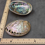 Polished SSilver Green Abalone Seashell Haliotis Fulgens (1 shell 4.5+ inches) B GRADE Natural Shell Polished to reveal hidden detail!