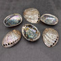 Polished SSilver Green Abalone Seashell Haliotis Fulgens (1 shell 4.5+ inches) B GRADE Natural Shell Polished to reveal hidden detail!