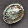 Polished SSilver Green Abalone Seashell Haliotis Fulgens (1 shell 4.5+ inches) B GRADE Natural Shell Polished to reveal hidden detail!