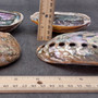 Polished SSilver Green Abalone Seashell Haliotis Fulgens (1 shell 4.5+ inches) B GRADE Natural Shell Polished to reveal hidden detail!