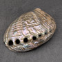 Polished SSilver Green Abalone Seashell Haliotis Fulgens (1 shell 4.5+ inches) B GRADE Natural Shell Polished to reveal hidden detail!