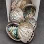 Polished Silver Green Abalone Seashell (1 shell 4.5+ inches) B GRADE Natural Haliotis Fulgens Natural Polished to reveal hidden detail! Copyright 2026 SeaShellSupply.com.