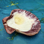 Polished Purple White Lions Paw Scallop Seashell (1 shell approx. 5+ inches) B GRADE Pecten Subnodosus Scallop Shell for crafting & decor! Copyright 2026 SeaShellSupply.com.
