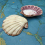 Polished Purple White Lions Paw Scallop Seashell (1 shell approx. 5+ inches) B GRADE Pecten Subnodosus Scallop Shell for crafting & decor! Copyright 2026 SeaShellSupply.com.