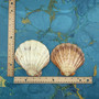 Polished Purple White Lions Paw Scallop Seashell (1 shell approx. 5+ inches) B GRADE Pecten Subnodosus Scallop Shell for crafting & decor! Copyright 2026 SeaShellSupply.com.