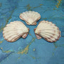 Polished Purple White Lions Paw Scallop Seashell (1 shell approx. 5+ inches) B GRADE Pecten Subnodosus Scallop Shell for crafting & decor! Copyright 2026 SeaShellSupply.com.