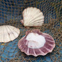 Polished Purple White Lions Paw Scallop Seashell (1 shell approx. 5+ inches) B GRADE Pecten Subnodosus Scallop Shell for crafting & decor!