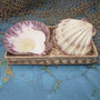 Polished Purple White Lions Paw Scallop Seashell (1 shell approx. 5+ inches) B GRADE Pecten Subnodosus Scallop Shell for crafting & decor! Copyright 2026 SeaShellSupply.com.