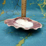 Polished Purple White Lions Paw Scallop Seashell (1 shell approx. 5+ inches) B GRADE Pecten Subnodosus Scallop Shell for crafting & decor!