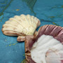Polished Purple White Lions Paw Scallop Seashell (1 shell approx. 5+ inches) B GRADE Pecten Subnodosus Scallop Shell for crafting & decor! Copyright 2026 SeaShellSupply.com.