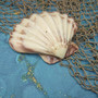 Polished Purple White Lions Paw Scallop Seashell (1 shell approx. 5+ inches) B GRADE Pecten Subnodosus Scallop Shell for crafting & decor!