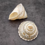 Pearlized Silver Wavy Turban Seashell (1 shell approx. 3.5+ inches) B GRADE Astraea Turbanicum Shell for coastal crafts decor & collections!