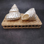 Pearlized Silver Wavy Turban Seashell (1 shell approx. 3.5+ inches) B GRADE Astraea Turbanicum Shell for coastal crafts decor & collections!