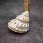 Pearlized Silver Wavy Turban Seashell (1 shell approx. 3.5+ inches) B GRADE Astraea Turbanicum Shell for coastal crafts decor & collections!
