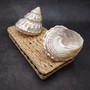 Pearlized Silver Wavy Turban Seashell (1 shell approx. 3.5+ inches) B GRADE Astraea Turbanicum Shell for coastal crafts decor & collections! Copyright 2026 SeaShellSupply.com.