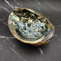 Extra Large Natural Green Abalone Seashell (1 shell approx. 7+ inches) XL Abalone Haliotis Fulgens Shell for smudging crafts & display!