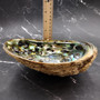 Extra Large Natural Green Abalone Seashell (1 shell approx. 7+ inches) XL Abalone Haliotis Fulgens Shell for smudging crafts & display! Copyright 2026 SeaShellSupply.com.