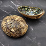 Extra Large Natural Green Abalone Seashell (1 shell approx. 7+ inches) XL Abalone Haliotis Fulgens Shell for smudging crafts & display! Copyright 2026 SeaShellSupply.com.