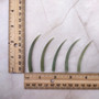 Light Green Delicate Tusk Seashells (10 shells approx. 2+ inches) Rare Green Dentalium Aprinum Tusk Shells for arts crafts & beach decor!