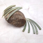 Light Green Delicate Tusk Seashells (10 shells approx. 2+ inches) Rare Green Dentalium Aprinum Tusk Shells for arts crafts & beach decor!