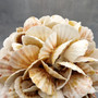 Natural Pecten Scallop Mixed Seashell Ball Round Sphere (approx. 8+ inches) Assorted Pecten Scallop Shell Ball for home accent & display!