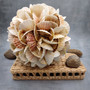 Natural Pecten Scallop Mixed Seashell Ball Round Sphere (approx. 8+ inches) Assorted Pecten Scallop Shell Ball for home accent & display! Copyright 2026 SeaShellSupply.com.