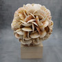 Natural Pecten Scallop Mixed Seashell Ball Round Sphere (approx. 8+ inches) Assorted Pecten Scallop Shell Ball for home accent & display!