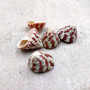 Red Striped Trochus Top Seashells (5 shells approx. 0.5+ inches) Striped Red Pink White Trochus Radiatus Shells for ocean arts & crafts! Copyright 2026 SeaShellSupply.com.