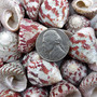 Red Striped Trochus Top Seashells (5 shells approx. 0.5+ inches) Striped Red Pink White Trochus Radiatus Shells for ocean arts & crafts!