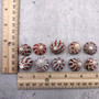Red Striped Trochus Top Seashells (5 shells approx. 0.5+ inches) Striped Red Pink White Trochus Radiatus Shells for ocean arts & crafts!
