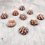 Red Striped Trochus Top Seashells (5 shells approx. 0.5+ inches) Striped Red Pink White Trochus Radiatus Shells for ocean arts & crafts!