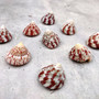 Red Striped Trochus Top Seashells (5 shells approx. 0.5+ inches) Striped Red Pink White Trochus Radiatus Shells for ocean arts & crafts! Copyright 2026 SeaShellSupply.com.