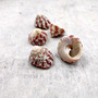 Red Striped Trochus Top Seashells (5 shells approx. 0.5+ inches) Striped Red Pink White Trochus Radiatus Shells for ocean arts & crafts!
