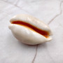 Golden Cowrie Seashell Callistocypraea aurantium (1 shell approx. 3.25+ inches) Gold Cowry Shell for display collecting & coastal decor! 03