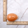Golden Cowrie Seashell Callistocypraea aurantium (1 shell approx. 3.25+ inches) Gold Cowry Shell for display collecting & coastal decor! 03