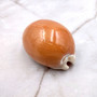 Golden Cowrie Seashell Callistocypraea aurantium (1 shell approx. 3.25+ inches) Gold Cowry Shell for display collecting & coastal decor! 03