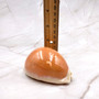 Golden Cowrie Seashell Callistocypraea aurantium (1 shell approx. 3.25+ inches) Gold Cowry Shell for display collecting & coastal decor! 03