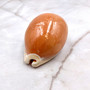 Golden Cowrie Seashell Callistocypraea aurantium (1 shell approx. 3.25+ inches) Gold Cowry Shell for display collecting & coastal decor! 03