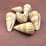 Brown Spotted Engraved Cone Seashells (6 shells approx. 1-2+ inches) B GRADE Conus Inscriptus Shells for coastal arts crafts & collecting!