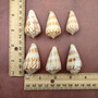 Brown Spotted Engraved Cone Seashells (6 shells approx. 1-2+ inches) B GRADE Conus Inscriptus Shells for coastal arts crafts & collecting!