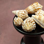 Brown Spotted Engraved Cone Seashells (6 shells approx. 1-2+ inches) B GRADE Conus Inscriptus Shells for coastal arts crafts & collecting!