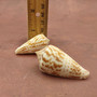 Brown Spotted Engraved Cone Seashells (6 shells approx. 1-2+ inches) B GRADE Conus Inscriptus Shells for coastal arts crafts & collecting!