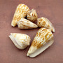 Brown Spotted Engraved Cone Seashells (6 shells approx. 1-2+ inches) B GRADE Conus Inscriptus Shells for coastal arts crafts & collecting!