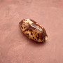 Tortoise Cowrie Seashell Cypraea Testudinaria (1 shell approx. 3+ inches) Tortoise Cowrie shell for sea art & coastal displays!