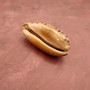 Tortoise Cowrie Seashell Cypraea Testudinaria (1 shell approx. 3+ inches) Tortoise Cowrie shell for sea art & coastal displays!