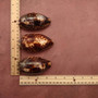 Tortoise Cowrie Seashell (3-4 Inches) - Cypraea Testudinaria. Brown shaded shell. Copyright 2022 SeaShellSupply.com.