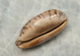 Tortoise Cowrie Seashell (3-4 Inches) - Cypraea Testudinaria. Brown shaded shell. Copyright 2022 SeaShellSupply.com.