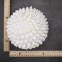 White Bubble Seashell Decorative Round Sphere (approx. 6+ inches) Haminoea Zelandiae Shell Ball for beach house table display & home decor! Copyright 2026 SeaShellSupply.com.